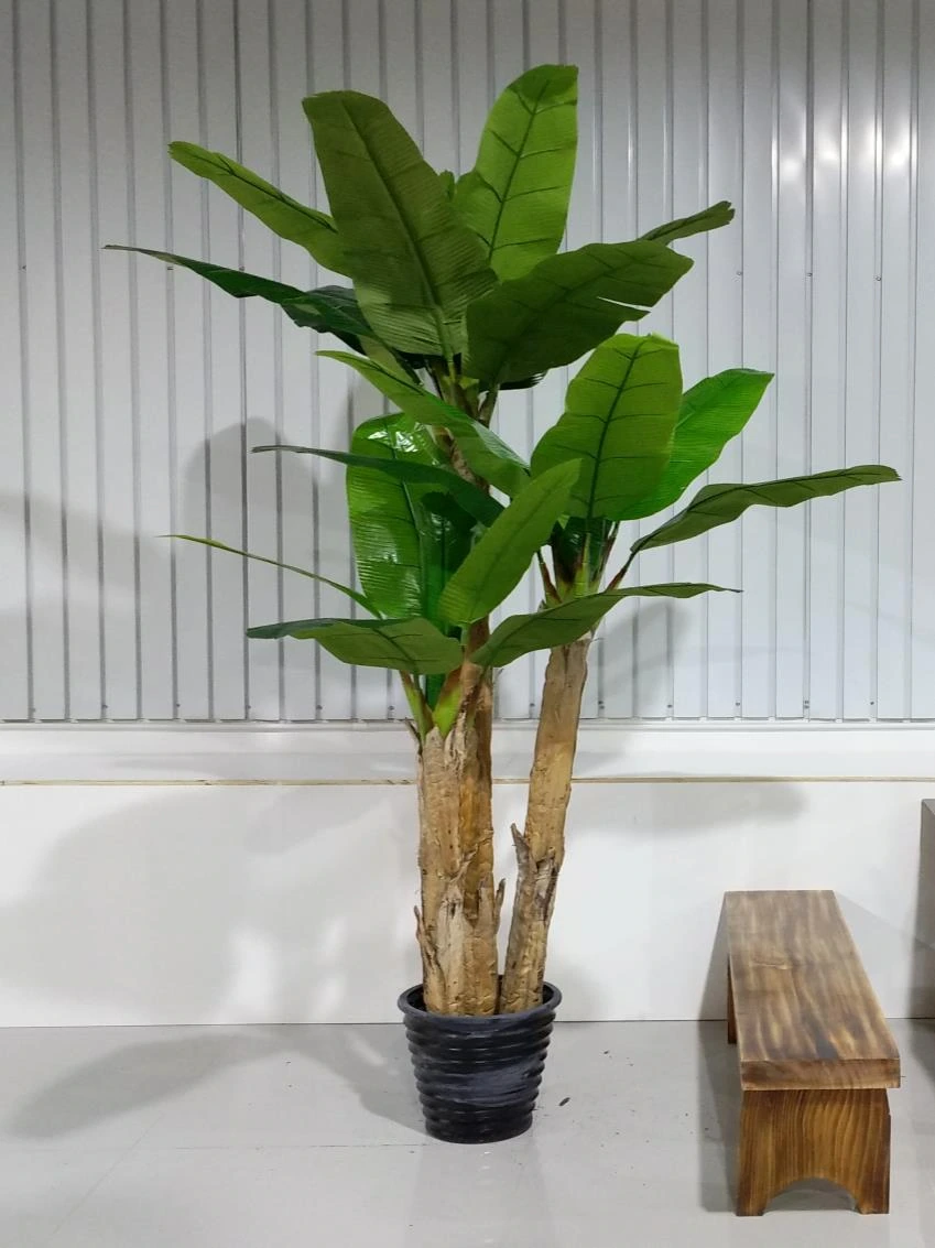 Banana Tree x 3 250cm 27lvs No Fruit 4040